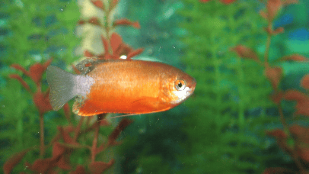Honey Gourami Care Guide Everything You Need To Know Glass Box Diaries honey-gourami-care-guide-everything-you-need-to-know-glass-box-diaries